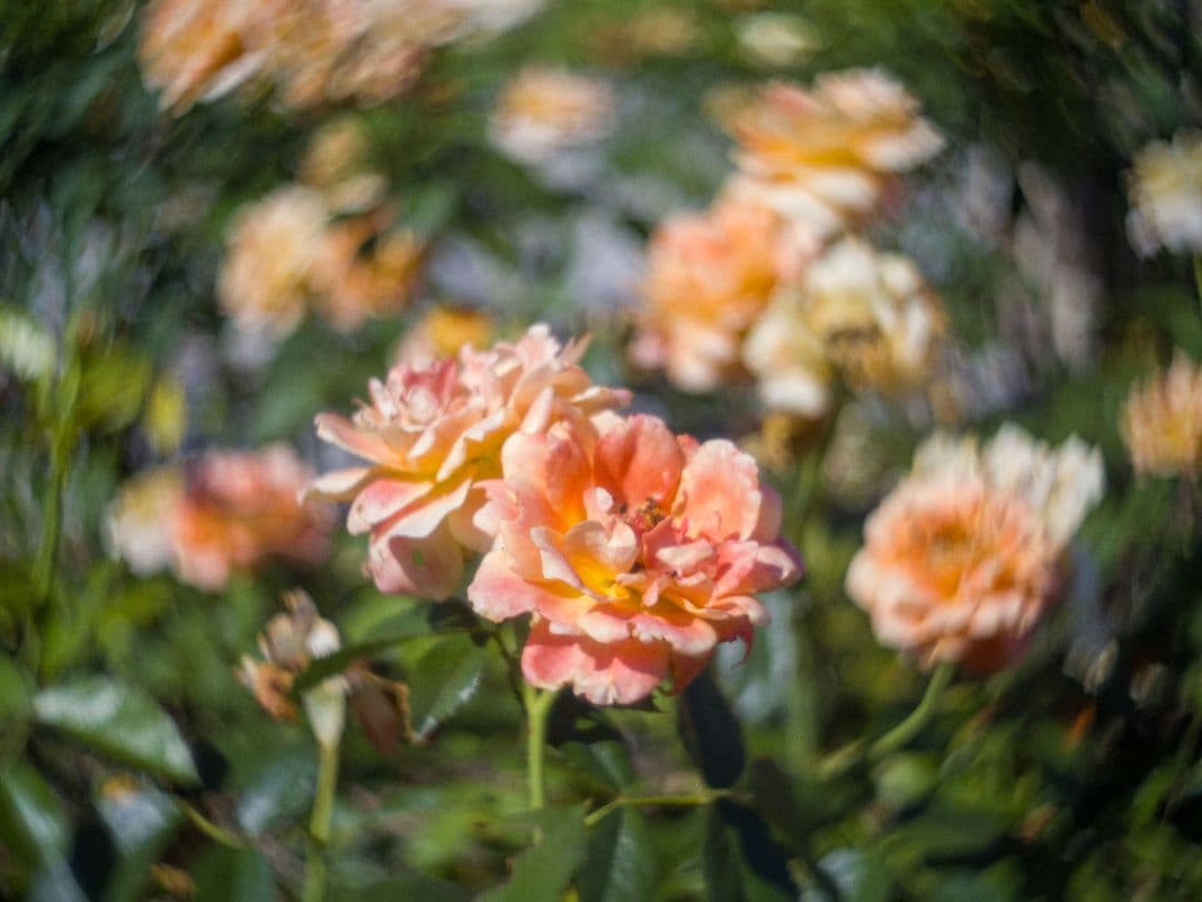 ズノー　ZUNOW-ELMO　13mm/f1.1 Dマウントシネレンズ:作例あり