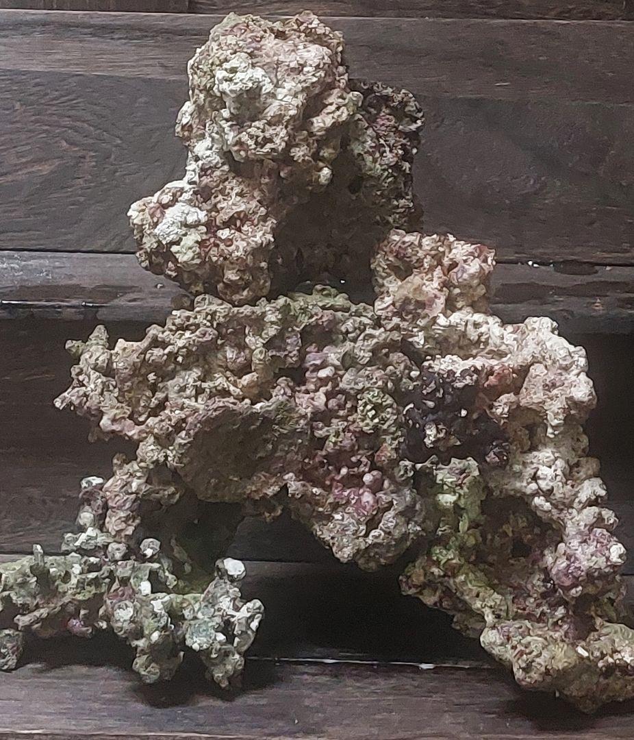 天然ライブロック 中型 多色 コーラル　高グレード８点