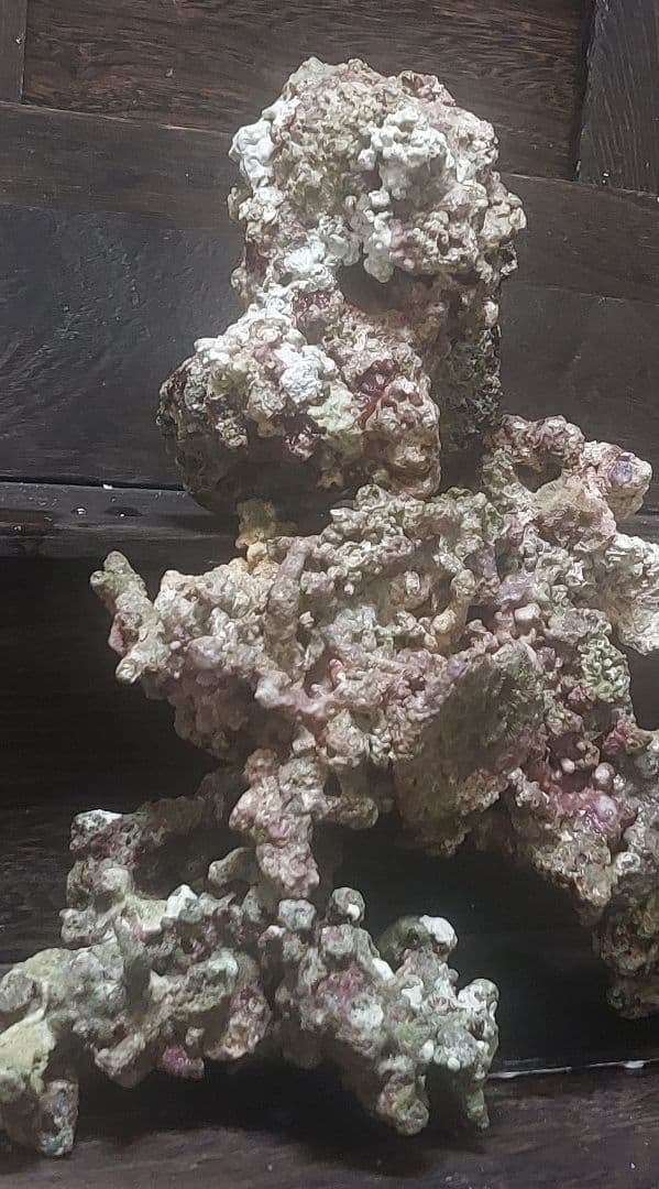 天然ライブロック 中型 多色 コーラル　高グレード８点