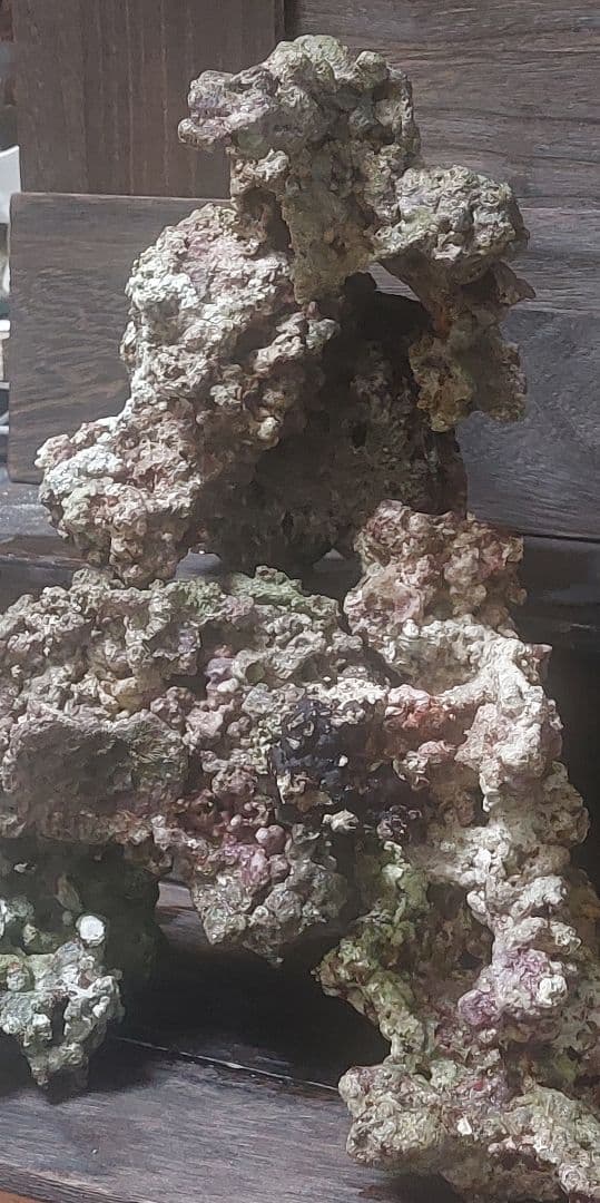 天然ライブロック 中型 多色 コーラル　高グレード８点