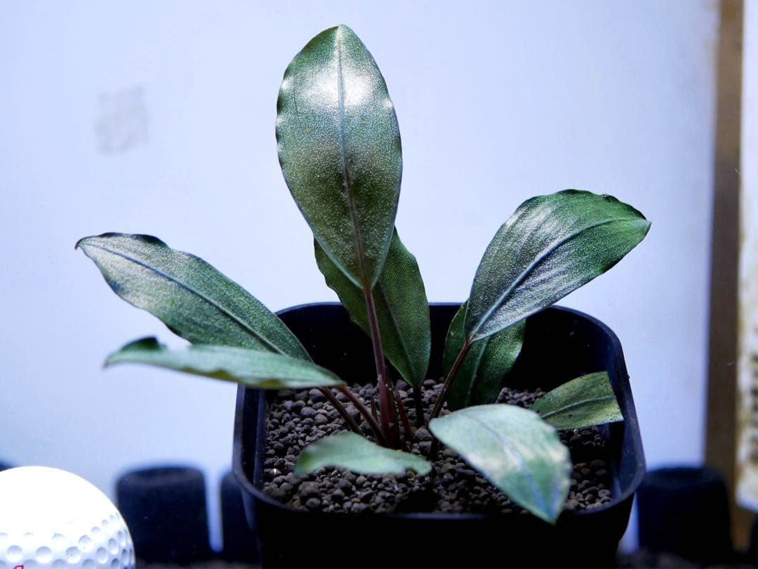 《激美＆レア》ブセファランドラ『Pearl Gray』【完全水中葉＆無農薬栽培】