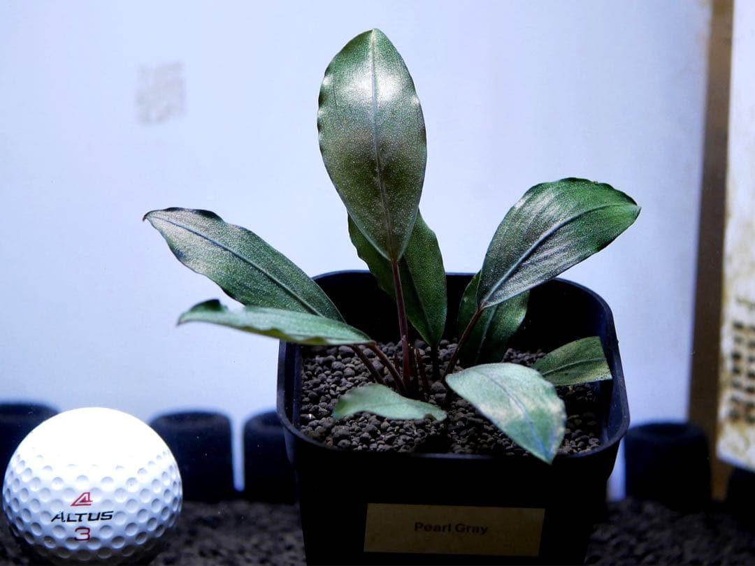 《激美＆レア》ブセファランドラ『Pearl Gray』【完全水中葉＆無農薬栽培】