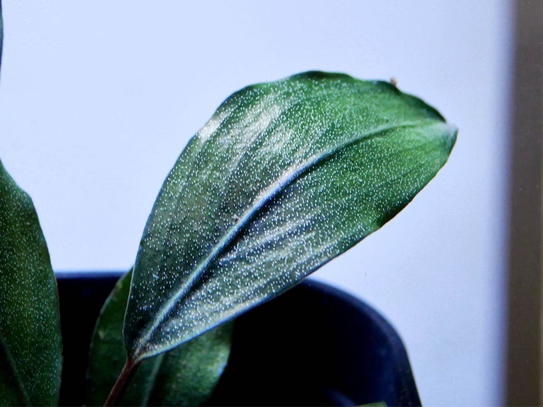 《激美＆レア》ブセファランドラ『Pearl Gray』【完全水中葉＆無農薬栽培】