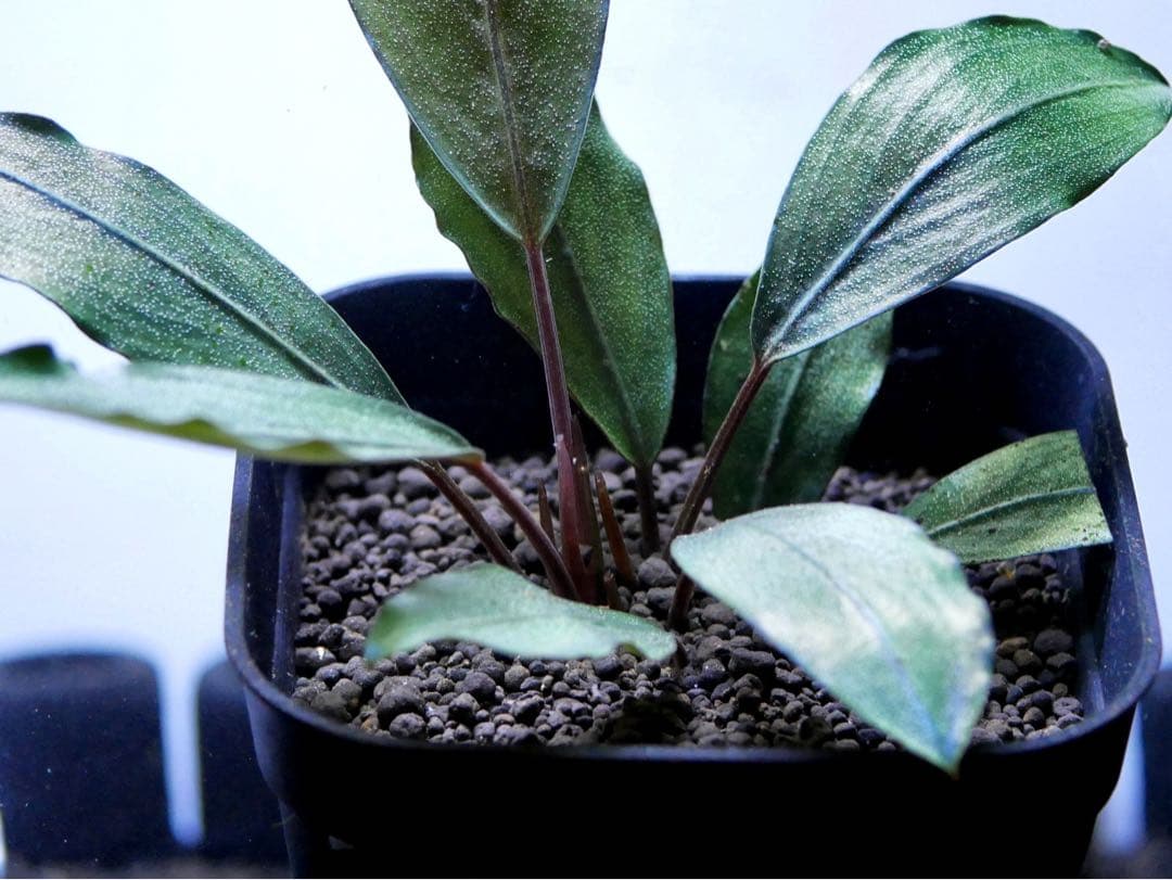 《激美＆レア》ブセファランドラ『Pearl Gray』【完全水中葉＆無農薬栽培】