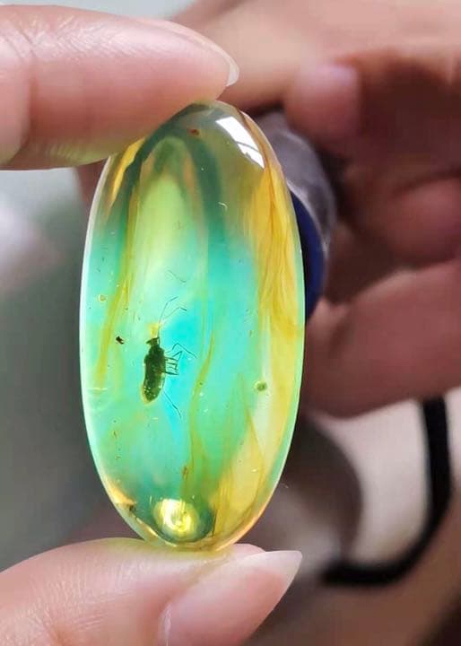 アンバー 琥珀 カメムシ 昆虫  コレクション 天然石 虫入り 価値上がる