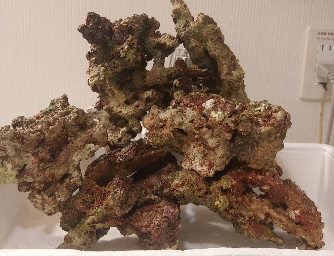 天然ライブロック　大　中　Sグレード　海水魚用