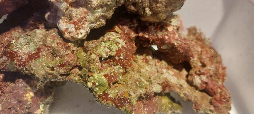 天然ライブロック　大　中　Sグレード　海水魚用