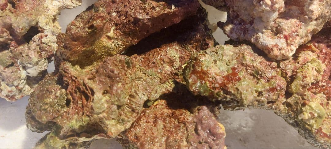 天然ライブロック　大　中　Sグレード　海水魚用