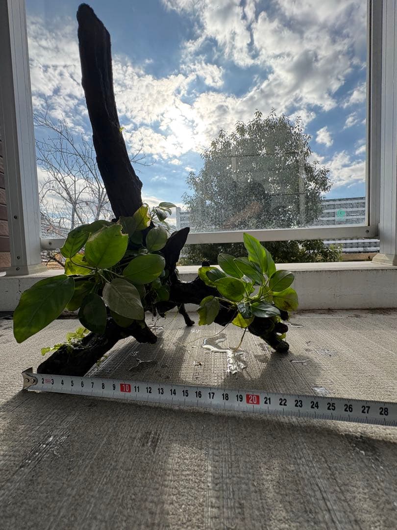 水槽用流木とアヌビアス　観葉植物のセット