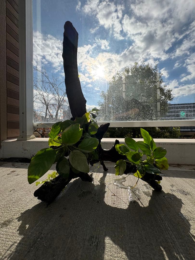 水槽用流木とアヌビアス　観葉植物のセット