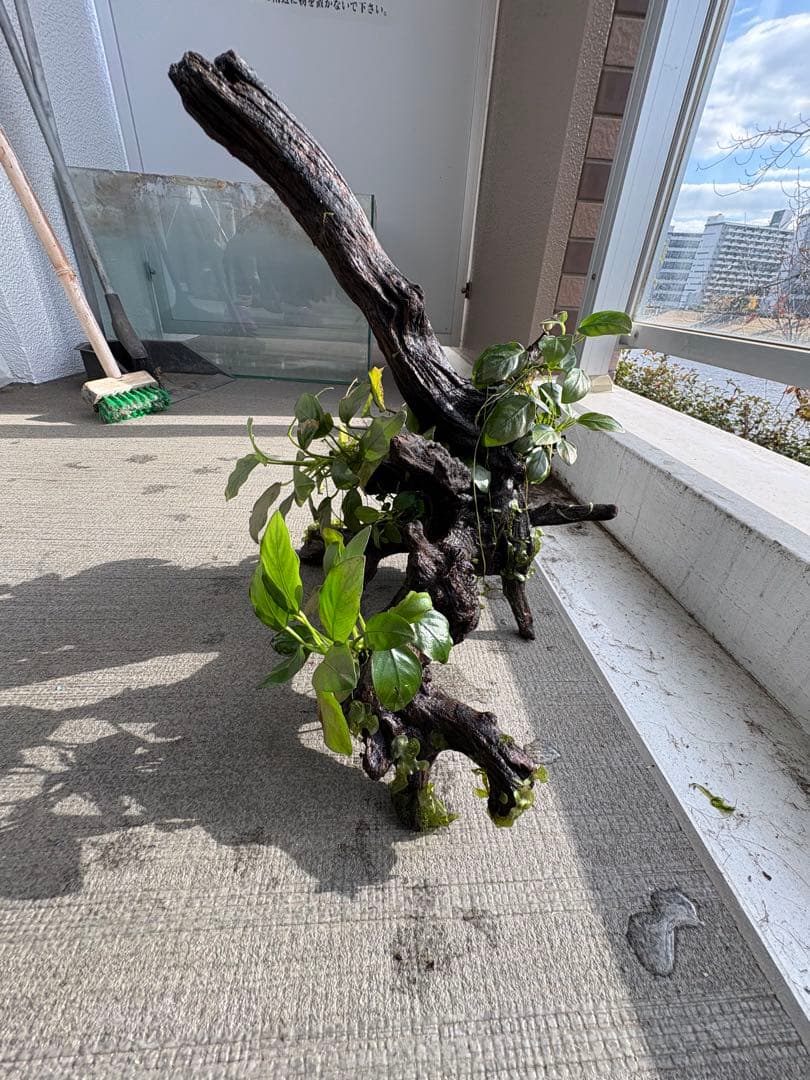 水槽用流木とアヌビアス　観葉植物のセット
