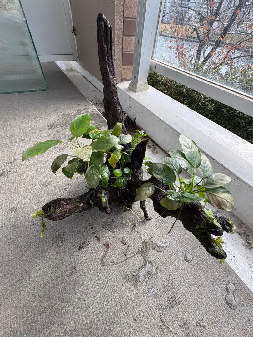 水槽用流木とアヌビアス　観葉植物のセット