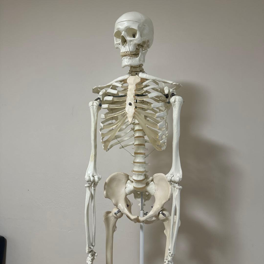 可動式人体模型 約170cm