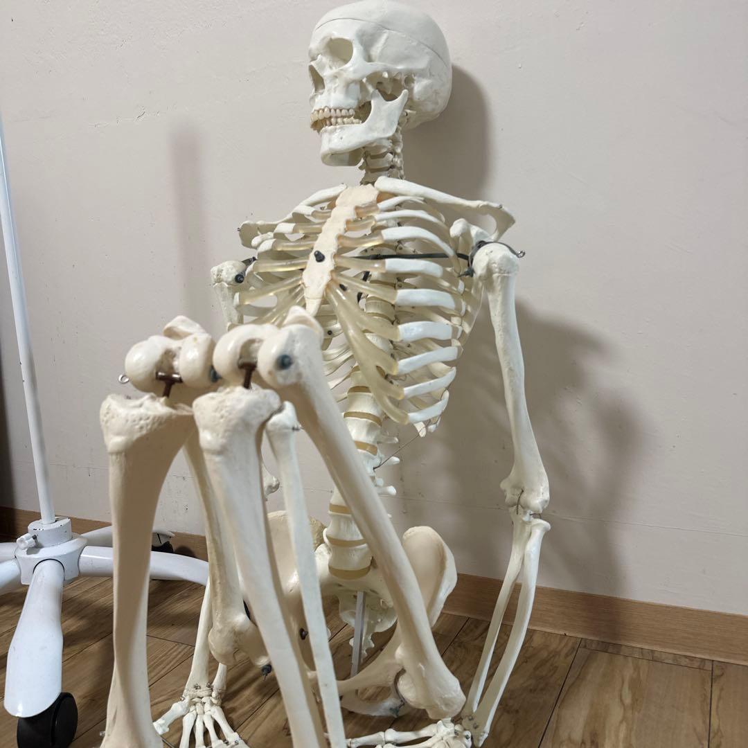 可動式人体模型 約170cm