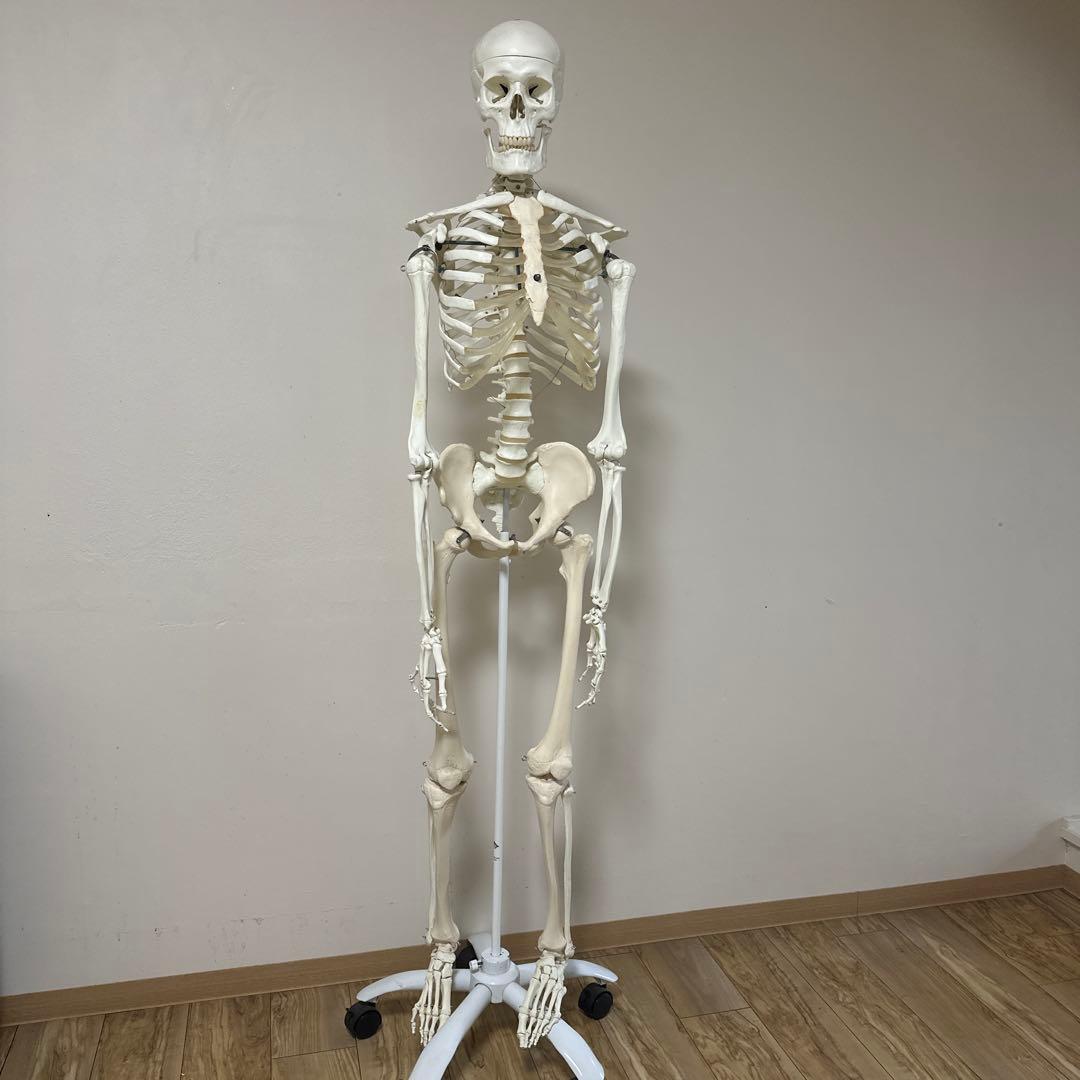 可動式人体模型 約170cm