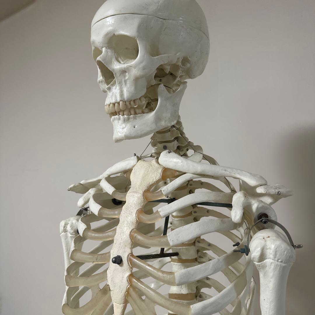 可動式人体模型 約170cm