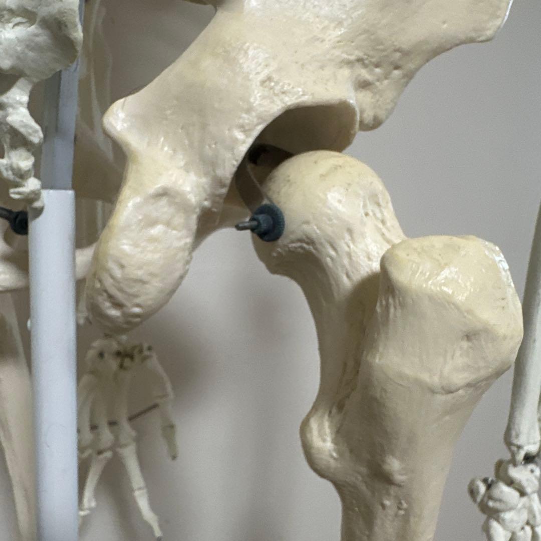 可動式人体模型 約170cm