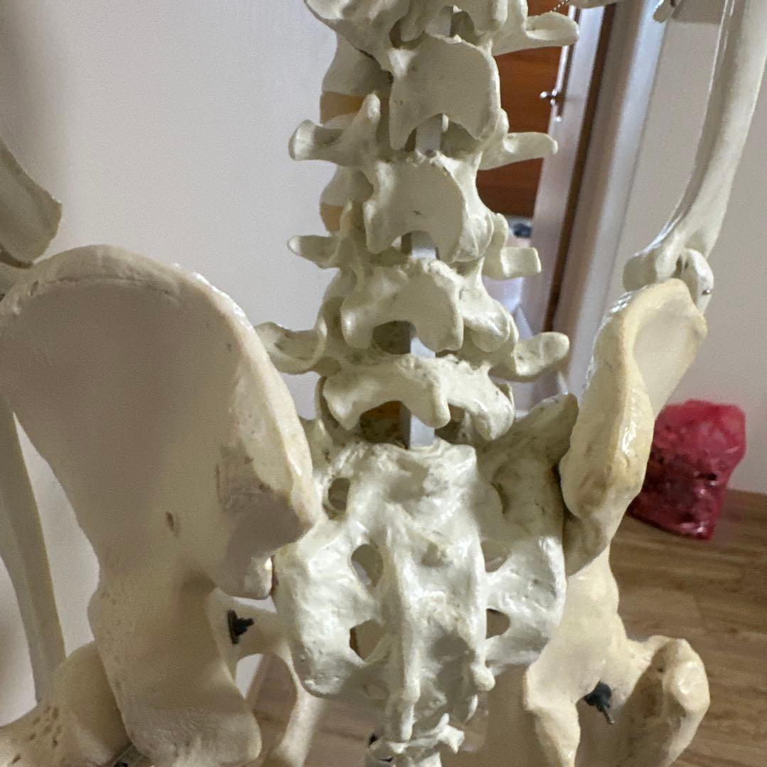 可動式人体模型 約170cm