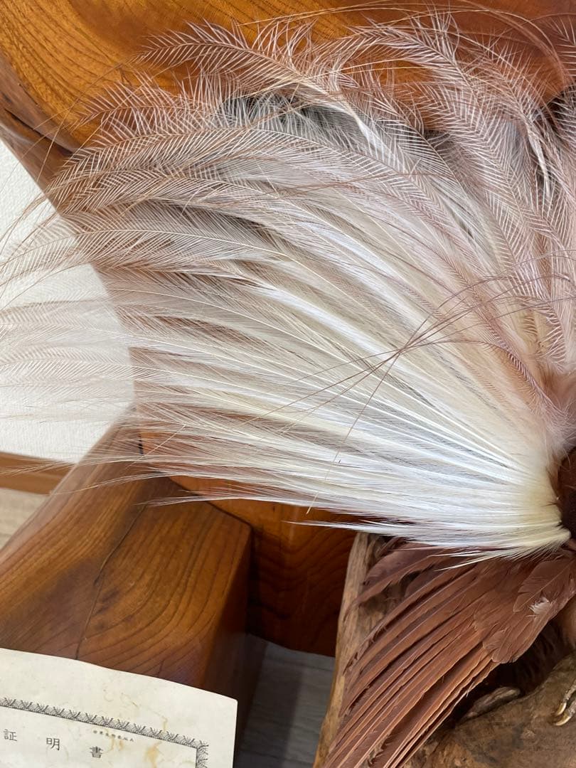 世界鳥獸館（フォーナランド）鳥　剥製　極楽鳥　ゴクラクチョウ　証明書付き