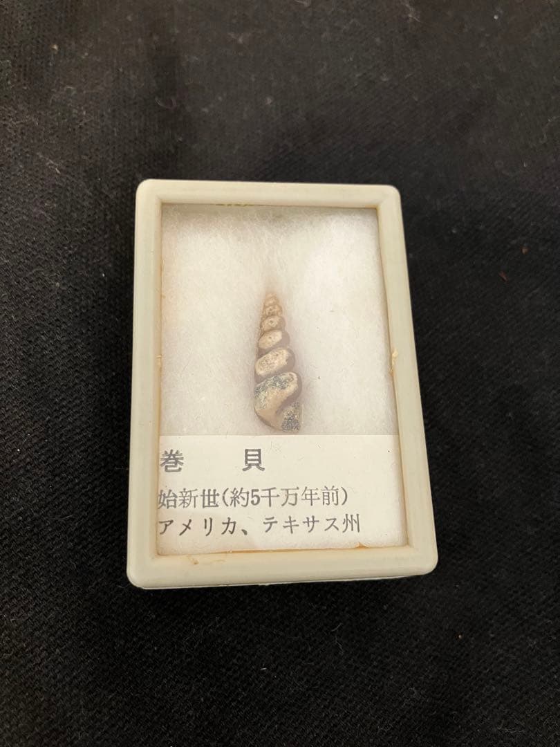 巻き貝　始新世（約5千万年前）の化石