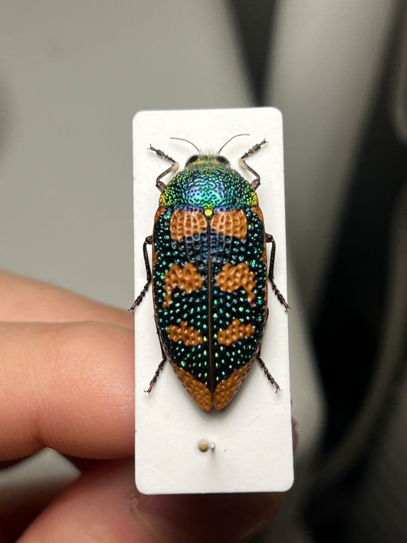 【25mm】アカモンアラメムカシタマムシ ロエイ　アラメムカシタマムシ標本