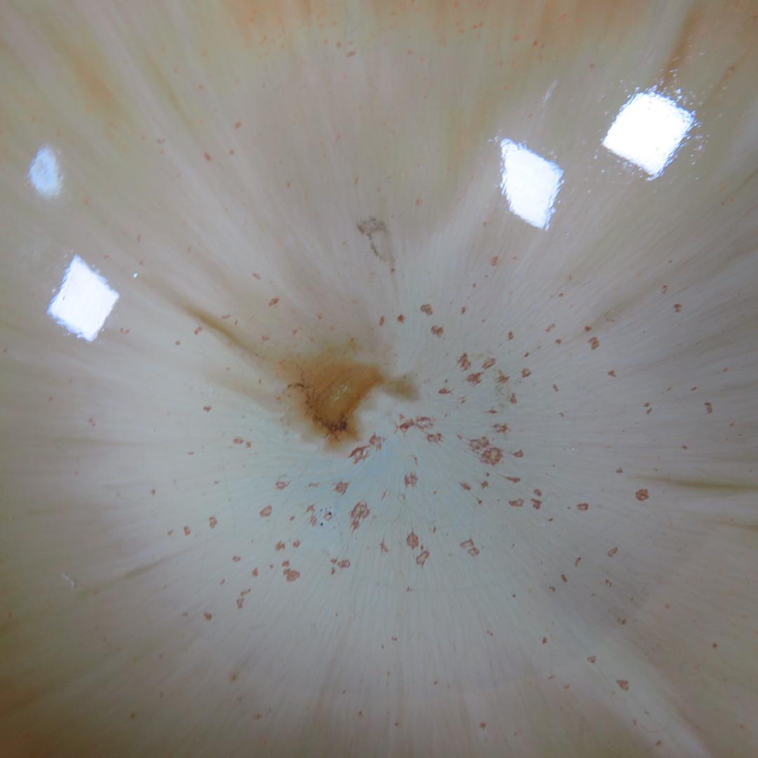 茶碗 玳皮天目 桂山 木箱 在銘 抹茶碗 茶器 茶道具 茶の湯 お稽古