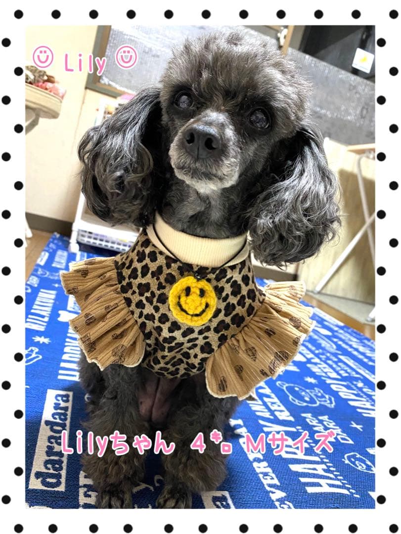犬服 ワンピース(Ｍ)  ꒡̈⃝Lily꒡̈⃝ハンドメイド