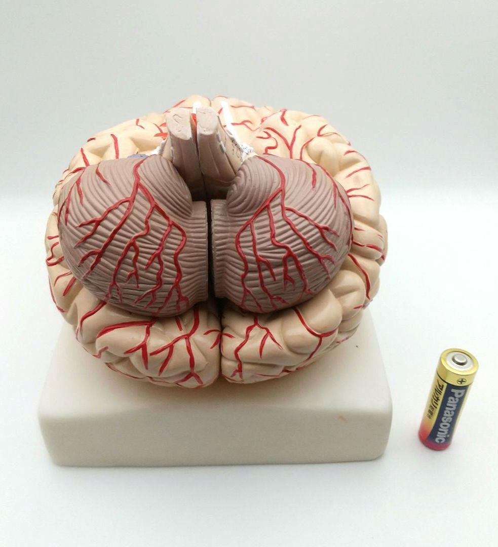 値下【美品】人脳８分割モデル 前頭葉 頭頂葉 側頭葉 後頭葉 脳幹 小脳 左右