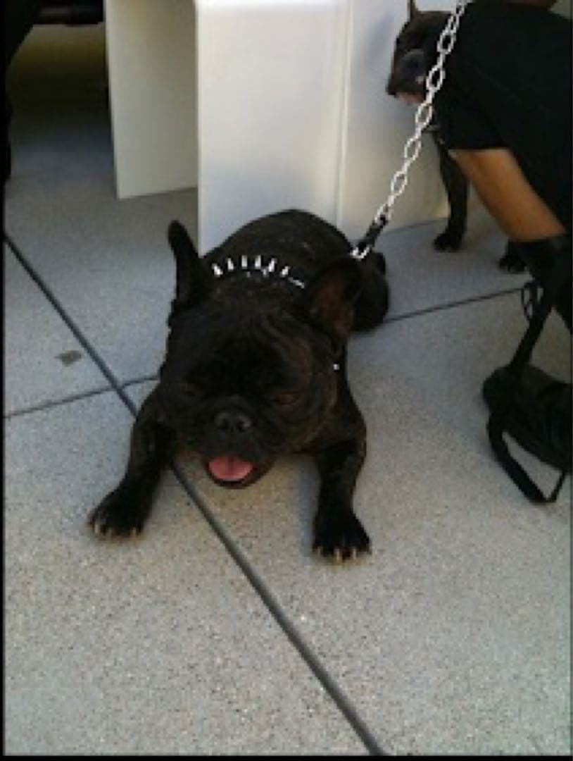 激レア DSQUARED 2 DOG Harness 犬用スタッズ付ハーネス