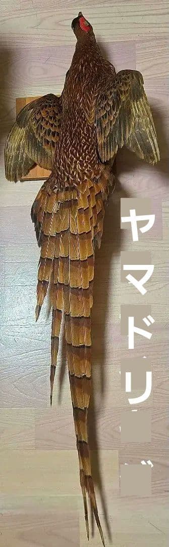 西直樹ページ　　剥製 セット　コウライキジ　ヤマドリ　台座付き