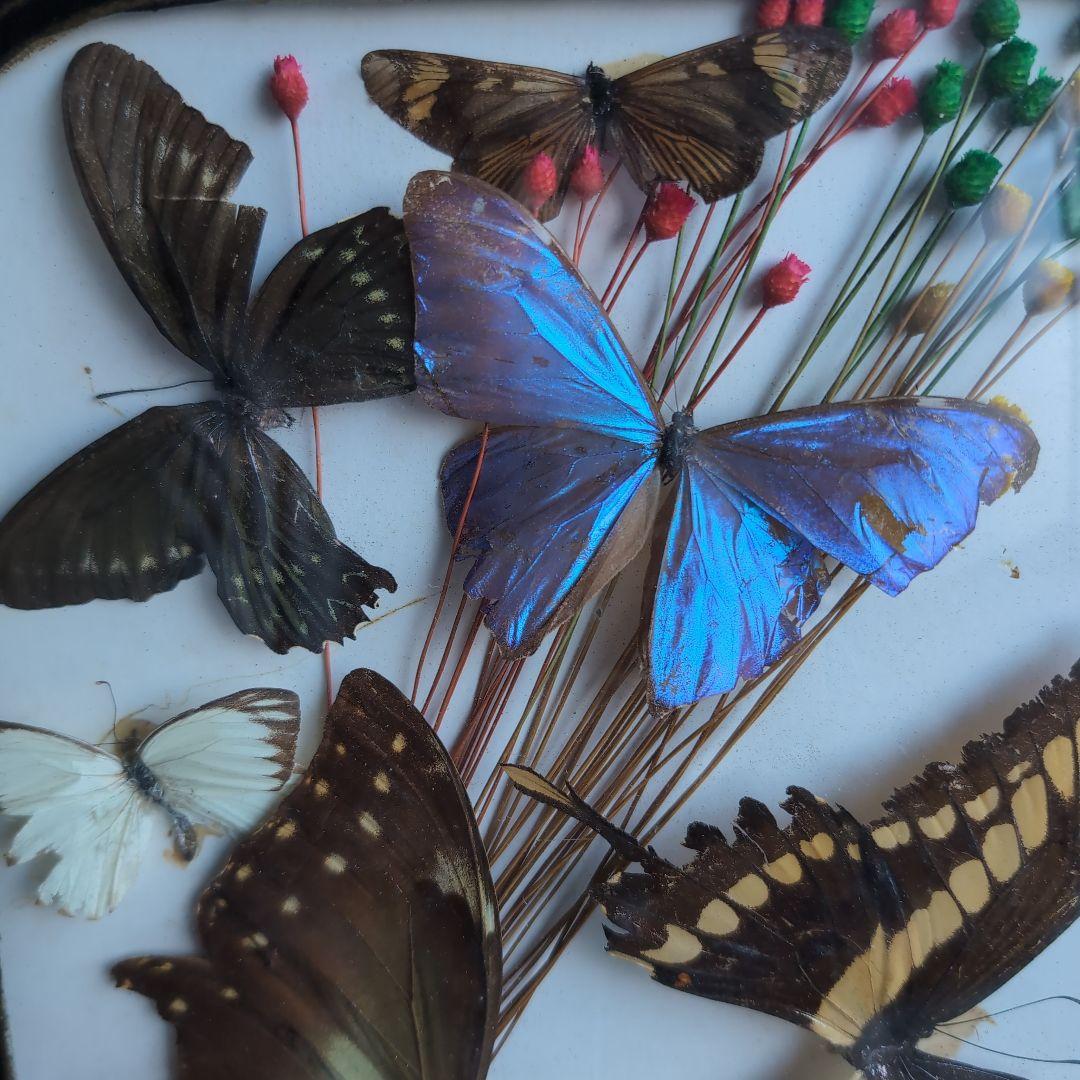 ブラジル 工芸品 蝶の標本 装飾石付きフレーム