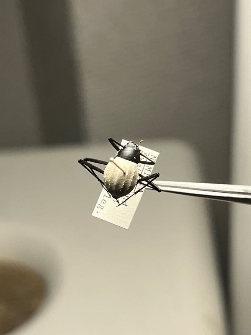【純白】マッシロキリアツメ キリアツメ 昆虫標本 ゴミムシダマシ コブハムシ