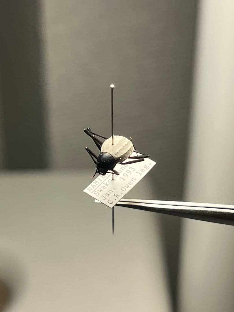 【純白】マッシロキリアツメ キリアツメ 昆虫標本 ゴミムシダマシ コブハムシ