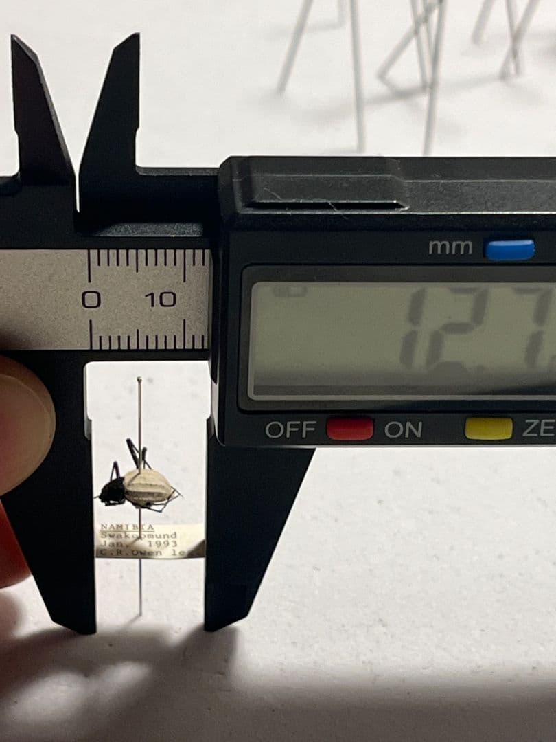 【純白】マッシロキリアツメ キリアツメ 昆虫標本 ゴミムシダマシ コブハムシ