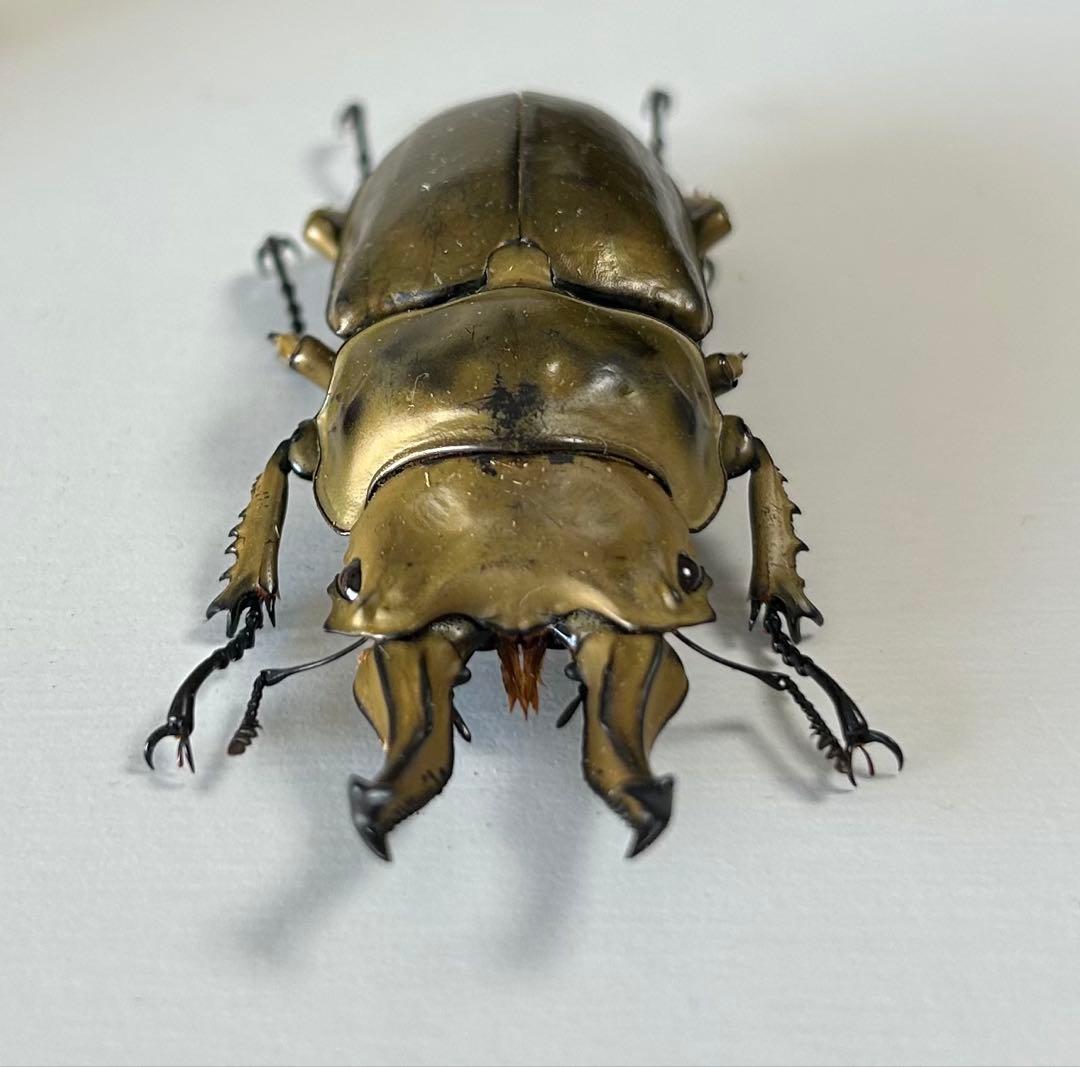 【昆虫標本】ローゼンベルグオウゴンオニクワガタ♂73㍉