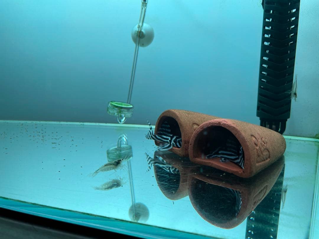 ADA60センチ水槽　水槽台セット