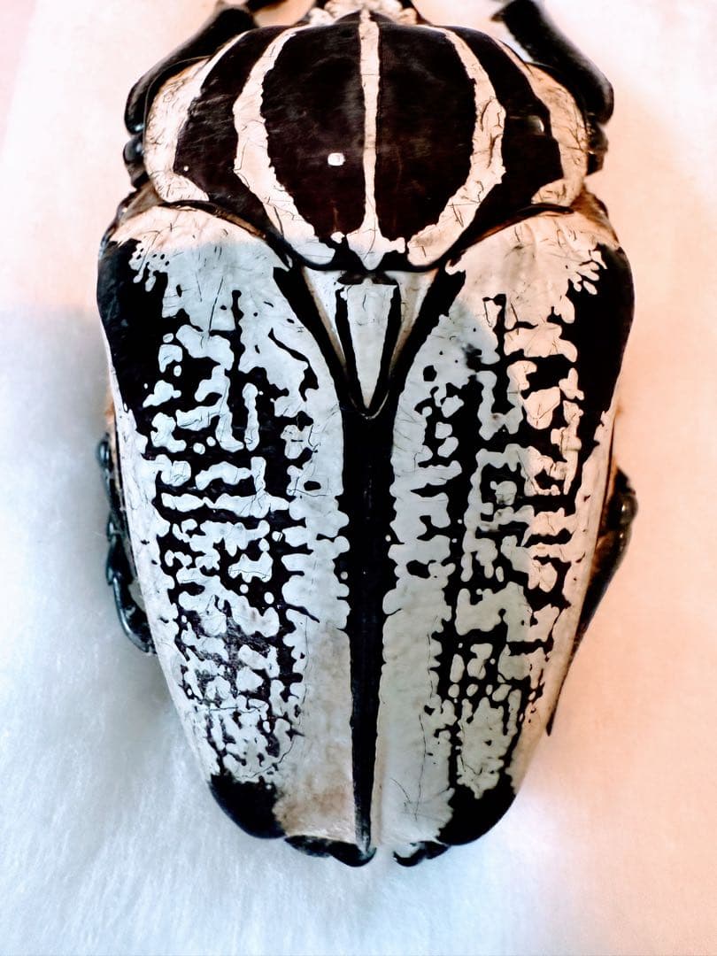 F*f様 カメルーン　ゴライアスオオツノハナムグリ　　約90mm