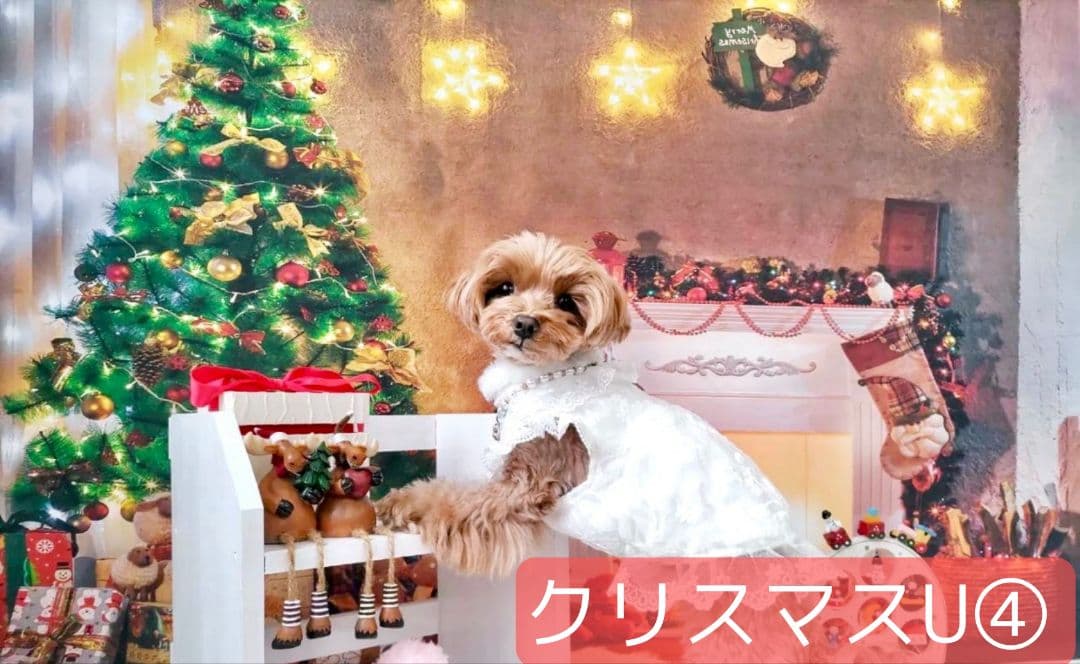 縦長　背景布×8+1　ペット撮影用ブース　トリミングチョーカー販売中　クリスマス