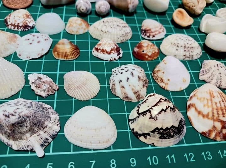 A 貝殻とサンゴの宝箱　宝石箱　210個以上セット　中サイズ　タカラガイ