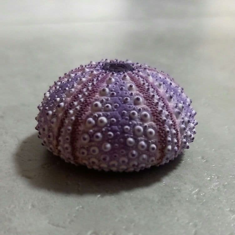 Arbacia　nigra(Tetrapygus nigra) 　ウニ殻