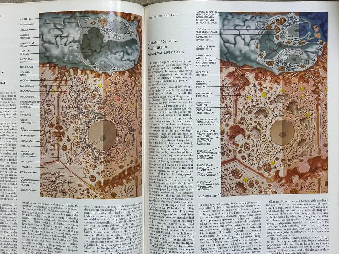 CIBA医学イラスト集 1、2、3(1-2-3)、4、5 /フランクH.ネッター