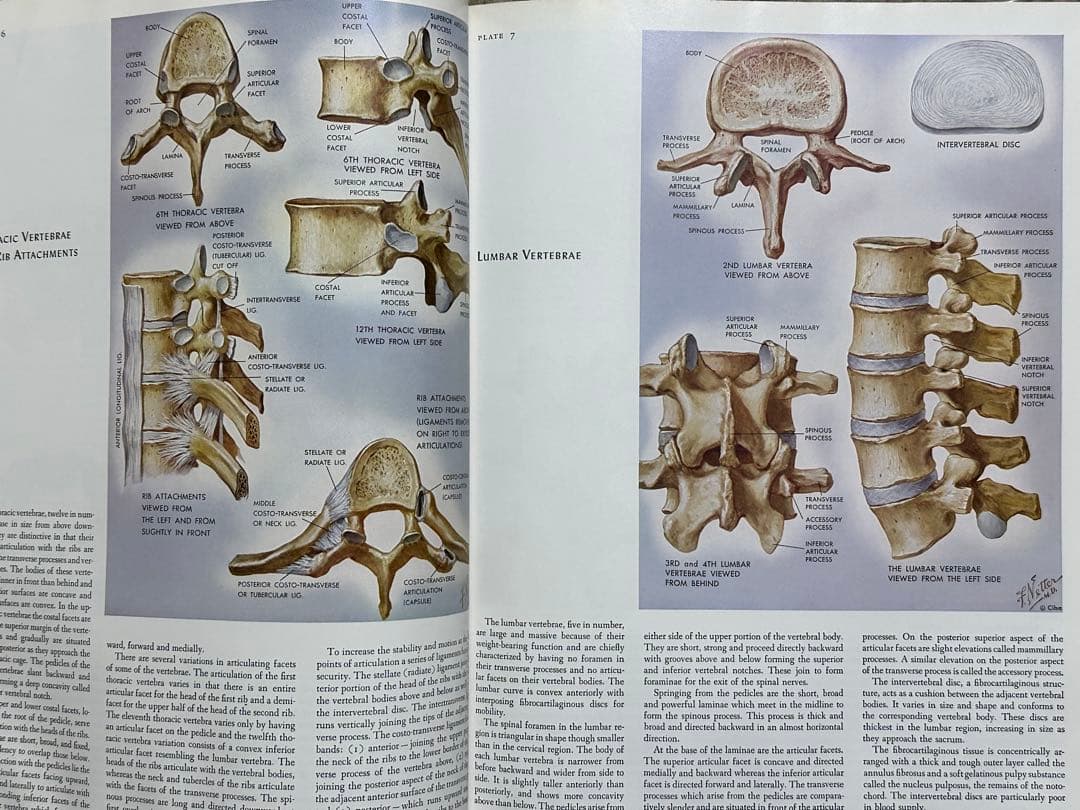 CIBA医学イラスト集 1、2、3(1-2-3)、4、5 /フランクH.ネッター