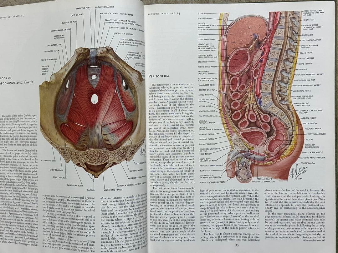 CIBA医学イラスト集 1、2、3(1-2-3)、4、5 /フランクH.ネッター