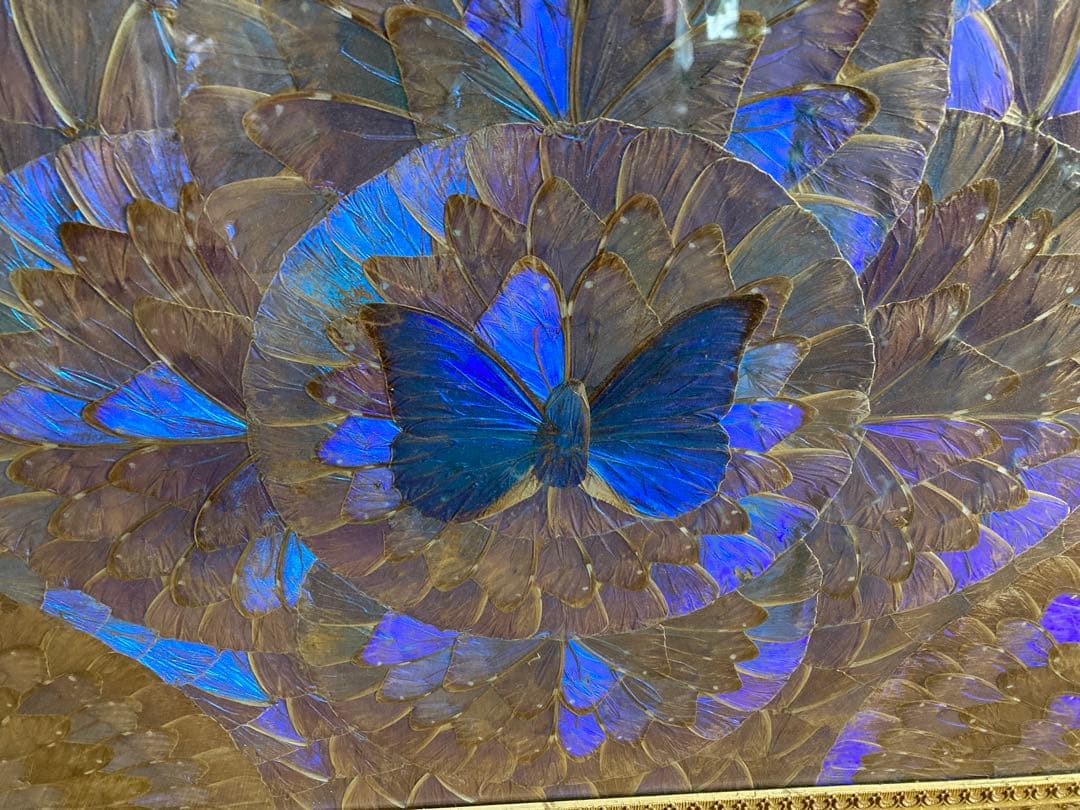 モルフォ蝶　大型額入り美術品　 約49cm✖️69cm