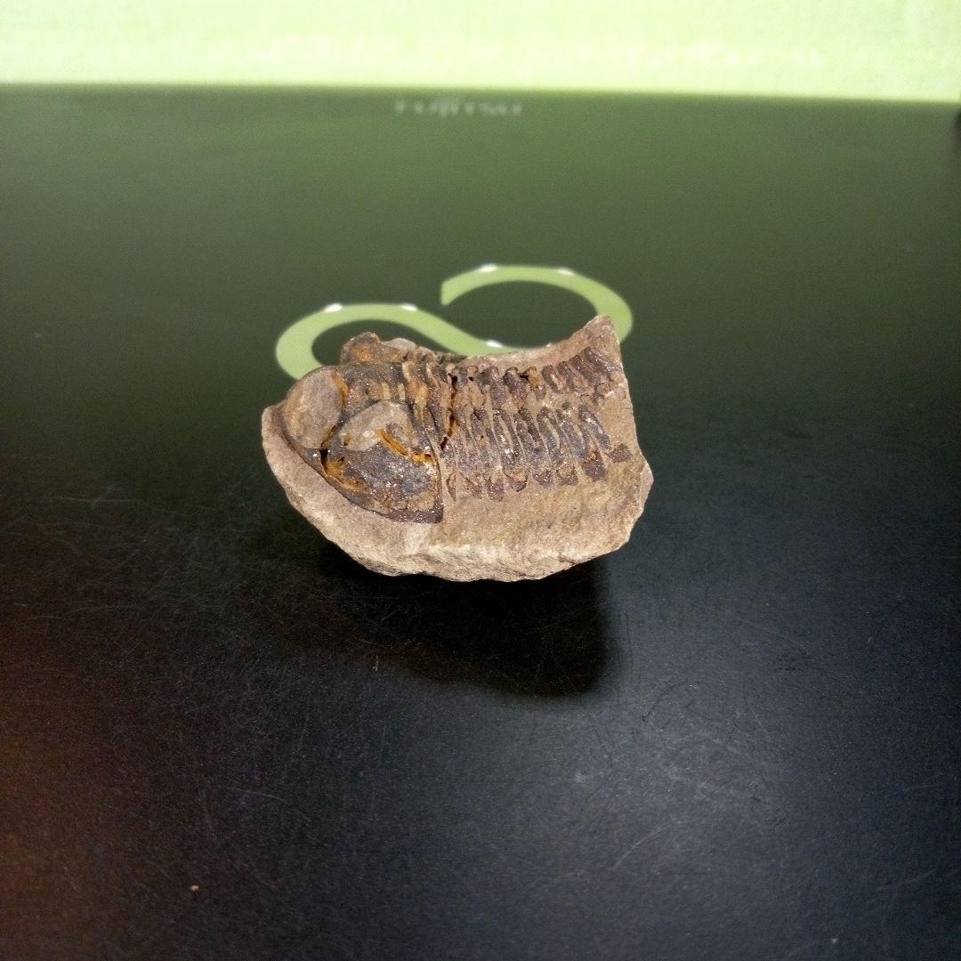 三葉虫　化石　ボリビア産　南アメリカ　trilobite　南米産fossil③