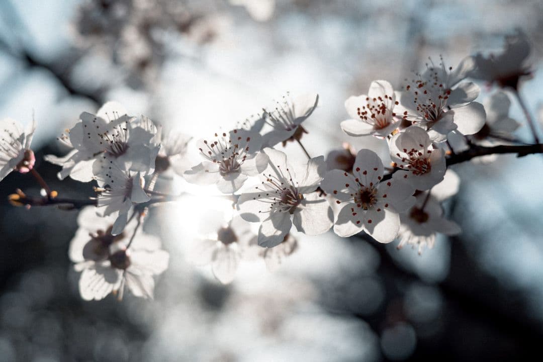 ★極上美品! NIKKOR Z 85mm f1.8s Zマウント・フルサイズ！