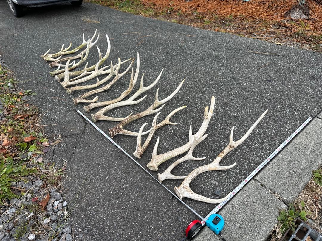 鹿の角 おもちゃ 【１６本】ランダム 左右非対称