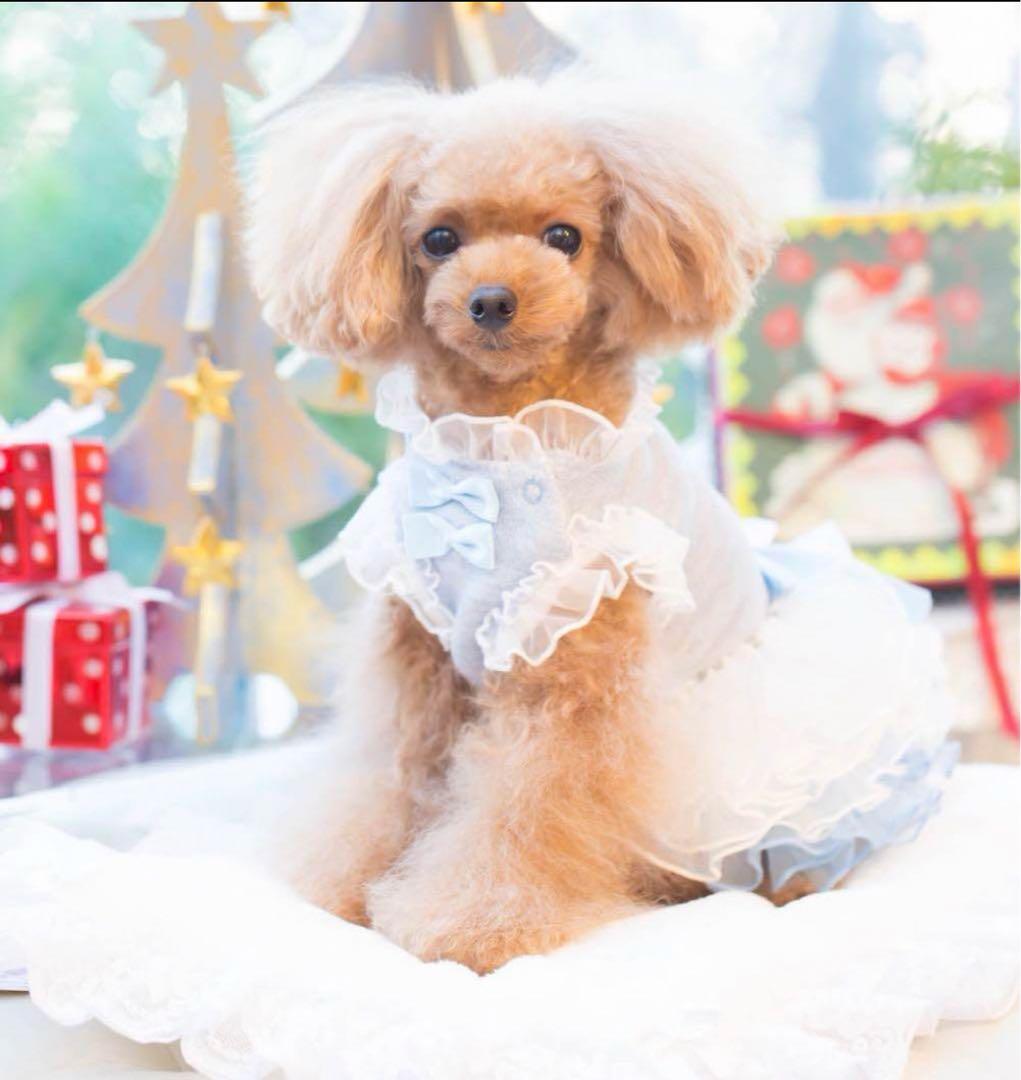 新品 bullbubuブルブブ チュールドレス ワンピース検索リュクスバーディ