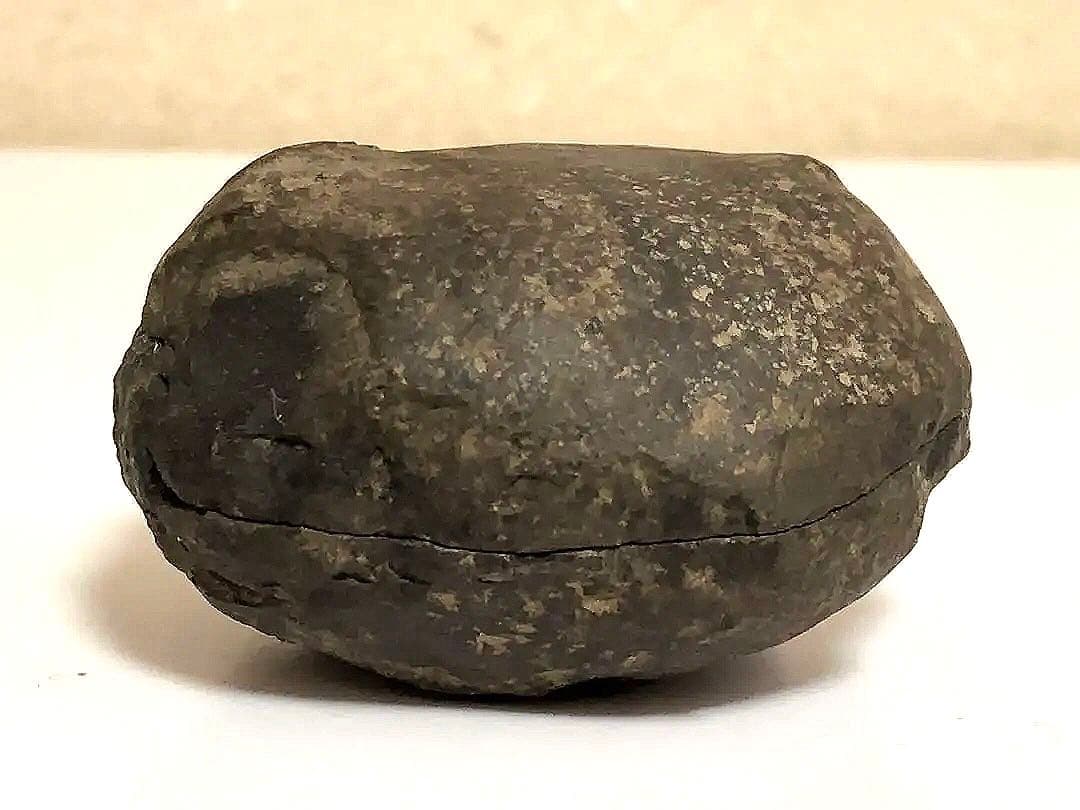 アンモナイトの化石標本セット