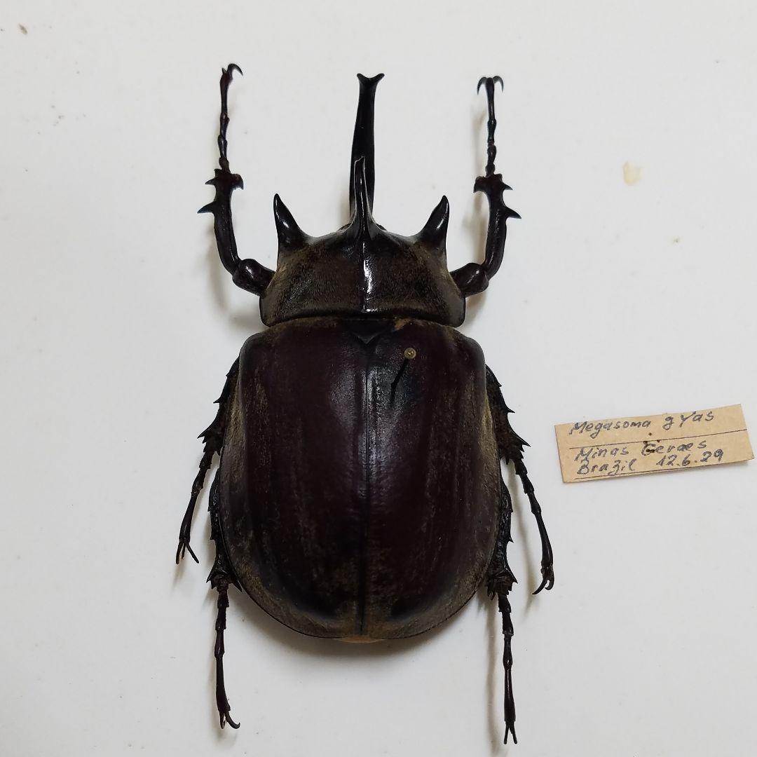 特別価格　コレクションシリーズギアスゾウカブト